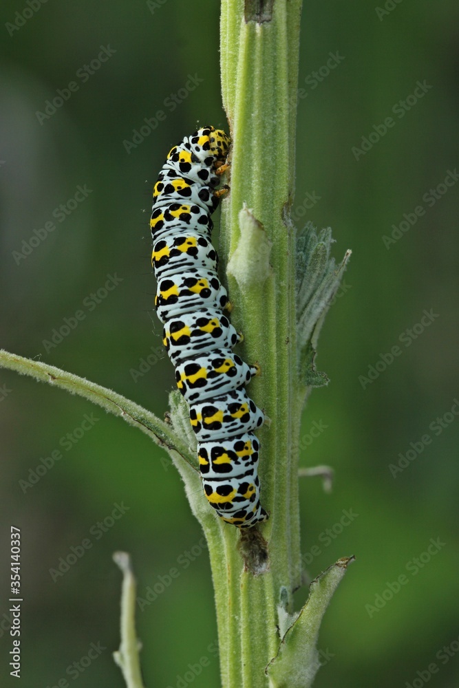 Raupe des Königskerzen-Mönchs (Cucullia verbasci). Raupe des Königskerzen-Mönchs (Cucullia verbasci).