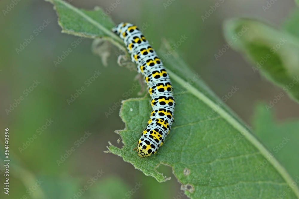 Raupe des Königskerzen-Mönchs (Cucullia verbasci). Raupe des Königskerzen-Mönchs (Cucullia verbasci).