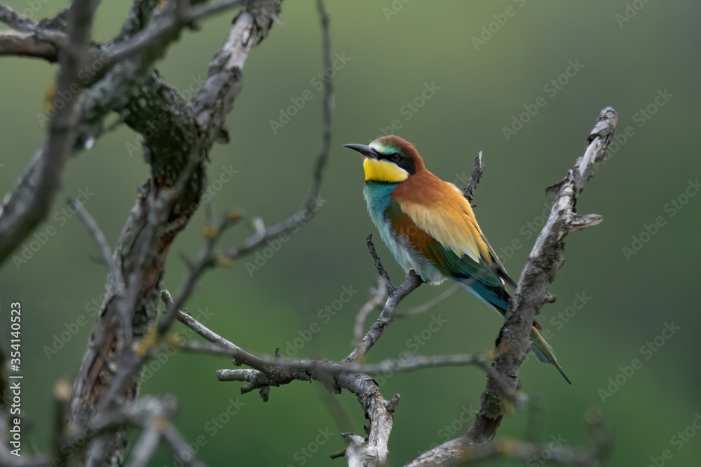 The European bee-eater (Merops apiaster)
