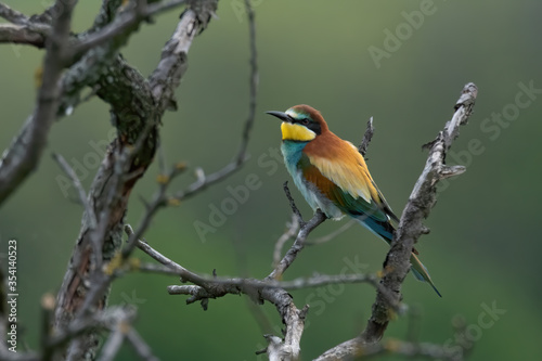 The European bee-eater (Merops apiaster)