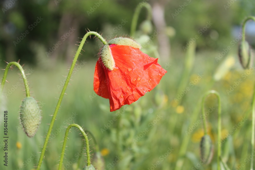 Obraz premium czerwony kwiat maku