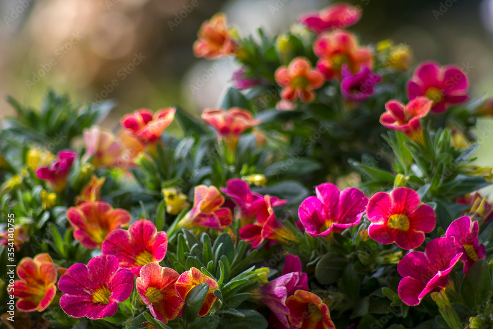 petunia (Petunia hybrida) flowers in the garden