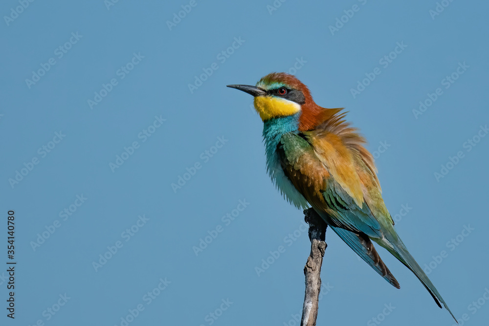 Obraz premium The European bee-eater (Merops apiaster)