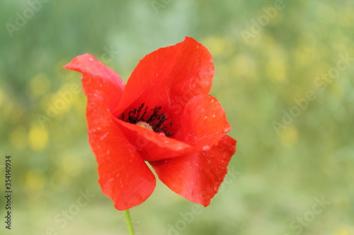 red poppy flowers