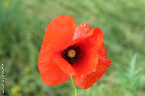red poppy in a field