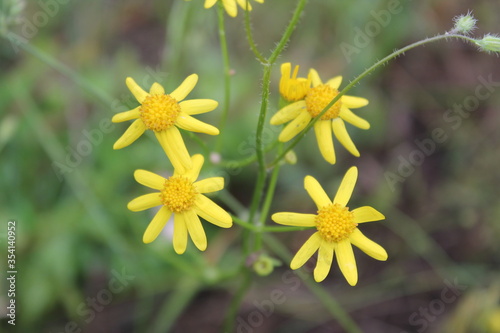 yellow flowers in the park