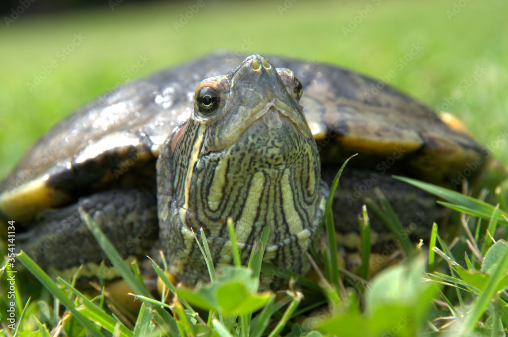 Obraz premium Primo piano ad una tartaruga d'acqua dolce.