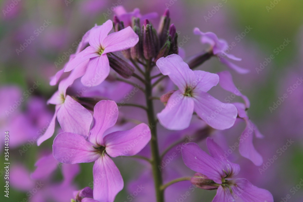 purple flowers in the garden