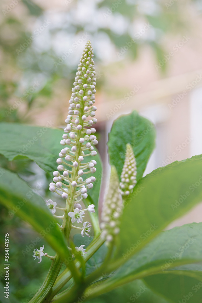 White flowers and green leaves of Phytolacca acinosa grass. Indian pokeweed after the rain. White flowers and green leaves of Phytolacca acinosa grass. Indian pokeweed after the rain.