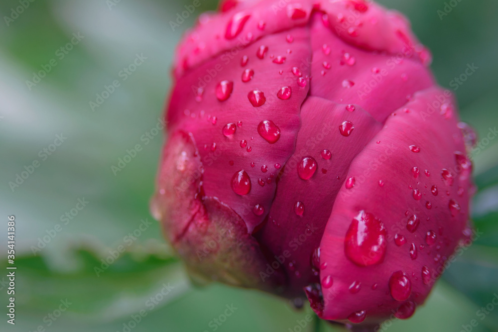 Large drops of dew on a bud of red peony. Blooming flower after rain. Close-up.