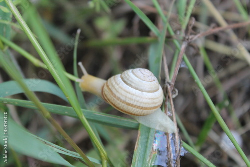 snail on a leaf