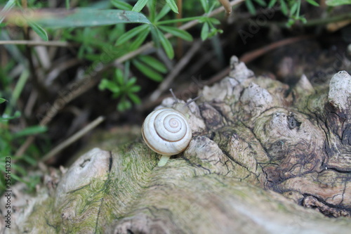 snail on a tree