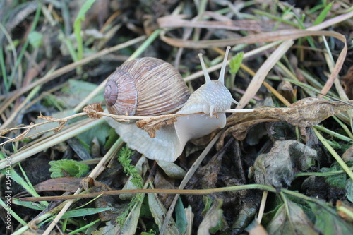 snail on a leaf
