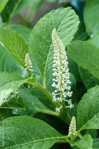 White flowers and green leaves of Phytolacca acinosa grass. Indian pokeweed after the rain. Closeup.