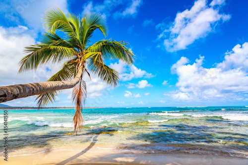 Palm tree on the wild tropical beach in Dominican Republic. Vacation travel background