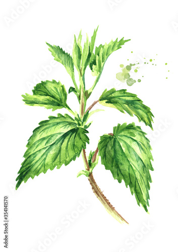 Fresh young green nettle herb on the stem. Hand drawn watercolor illustration isolated on white background