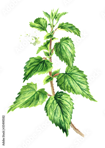 Fresh young green nettle herb on the stem. Hand drawn watercolor illustration, isolated on white background