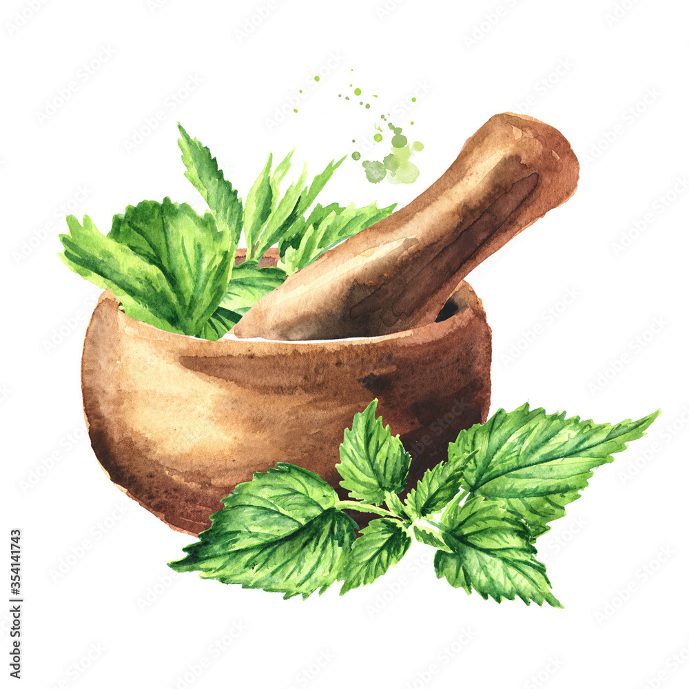 Mortar and fresh young green nettle herb. Hand drawn watercolor illustration, isolated on white background