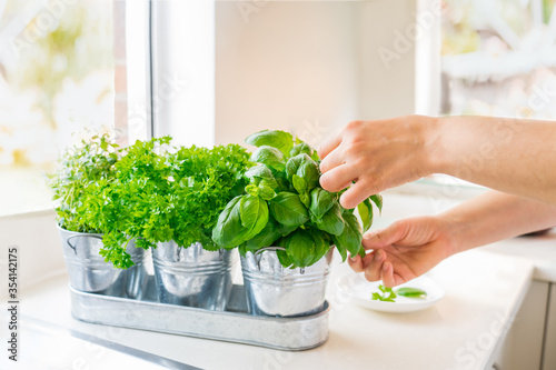 Close up woman's hand picking leaves of basil greenery. Home gardening on kitchen. Pots of herbs with basil, parsley and thyme. Home planting and food growing. Sustainable lifestyle, plant-based food