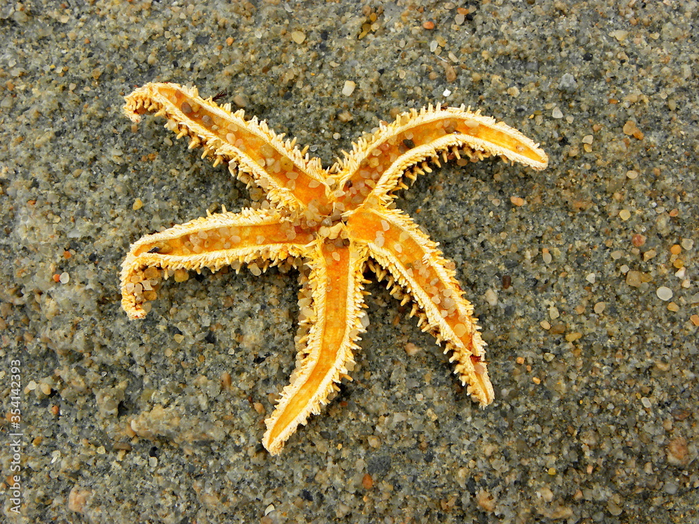 Dried Starfish Body  on Sand Beach in Portugal