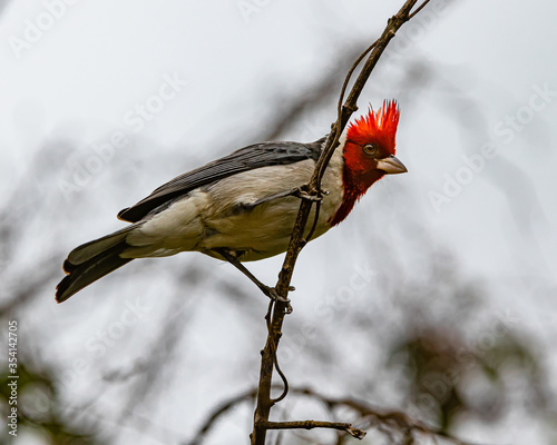 A little bird, with a red tuft, perched on a branch photo