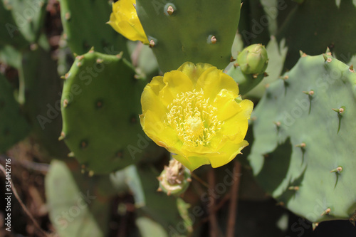 Opuntia ficus-indica 