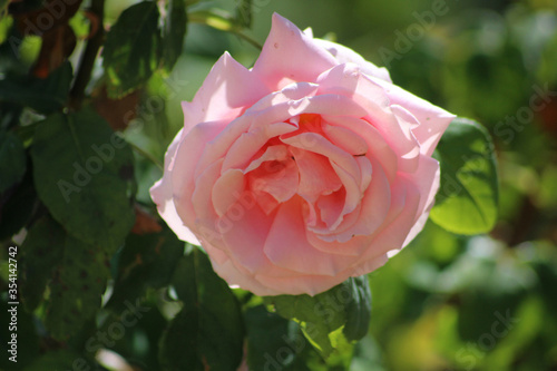 Rosa