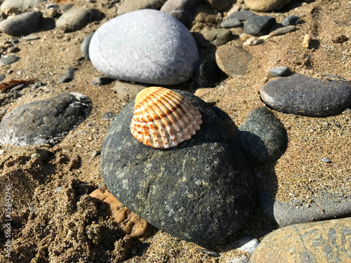 See shell on pebbles