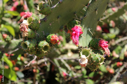 Opuntia ficus-indica particolare fioritura