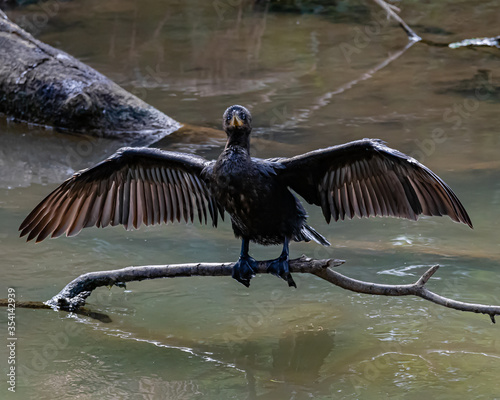 A blue-eyed cormorant drying its feathers at the morning sun © Alfonso