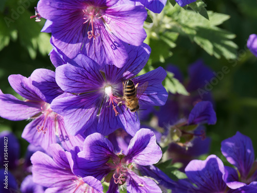 Une abeille butine le nectar d'une fleur de géranium magnificum photo