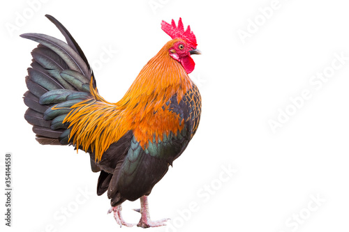 Colorful Bantam Rooster Isolated on White Background