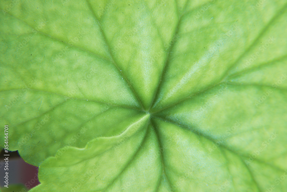 green leaf texture green leaf texture