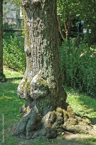 Le parc des Capucins, Coulommiers, Seine-et-Marne, Ile-de-France, Europe. : tronc d'arbre très tortueux.