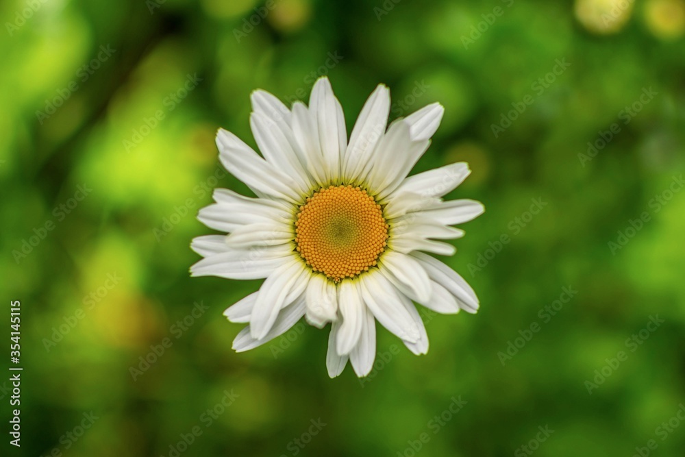White chamomile on a blurred background White chamomile on a blurred background