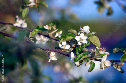Blooming apple tree. Spring flowering. Soft focus, author processing. © Michael