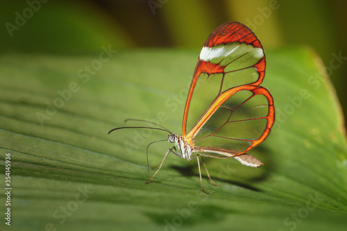 Butterfly with crystal wings, transparent and orange edges, of the Greta oto species, Nymphalidae family, Canary Islands photo
