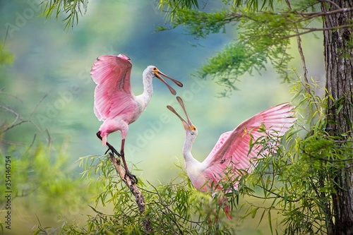 Roseate Spoonbills Sparring in Iberia Parish Louisiana  photo