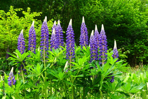 Lupinen photo