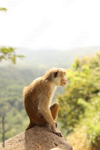 Monkey on the top of the mountain  Sri Lanka