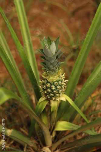 Pineapple in Sri Lanka