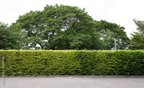 long tree hedge and cement floor in foreground. the upper part isolated on white background.