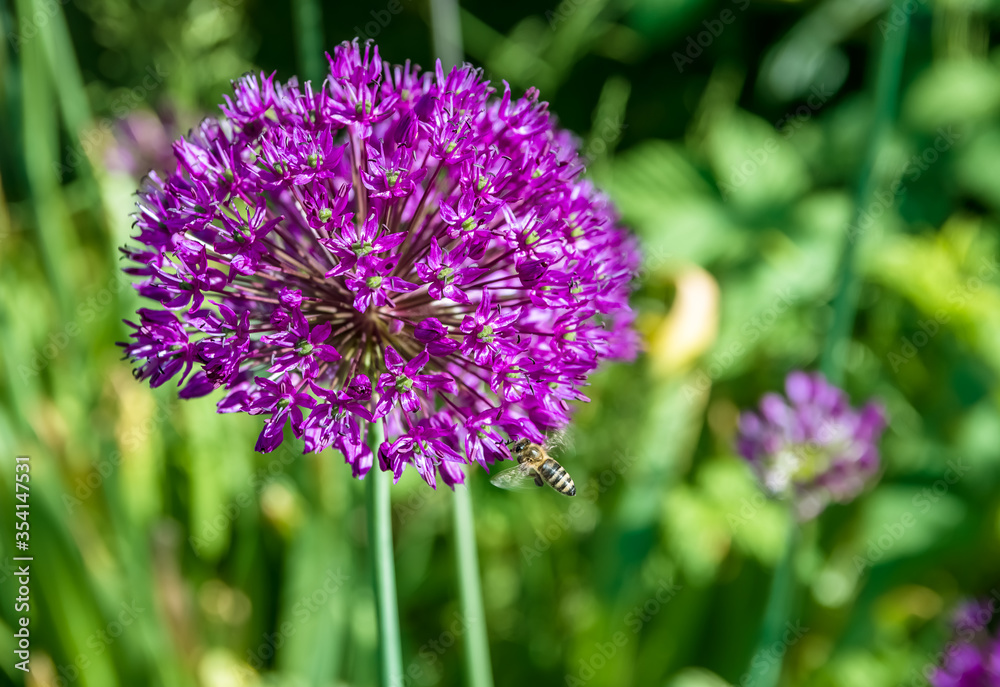 little bee is flying above a decorative onion for nectar little bee is flying above a decorative onion for nectar
