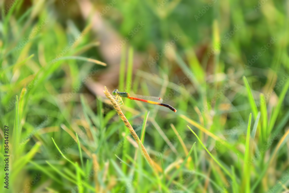 Red dragonfly picture beautiful pictures close up on plant leaf, animal insect macro, nature garden park background Red dragonfly picture beautiful pictures close up on plant leaf, animal insect macro, nature garden park background