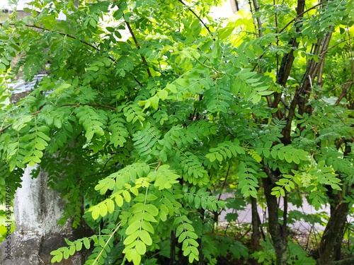 Flowering yellow acacia bushes after the rain. Wet flowers and leaves. Drops of water on the leaves. A cloudy spring day. photo