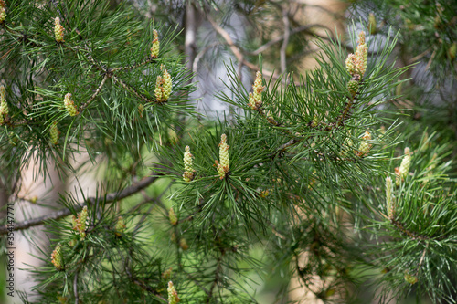Young sprigs of pine with green cones. In the spring forest.
