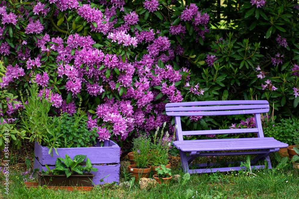 Pink wooden bench with pink purple flowers of a Rhododendron shrub (Rhododendron roseum elegans) in the background. Pink wooden bench with pink purple flowers of a Rhododendron shrub (Rhododendron roseum elegans) in the background.