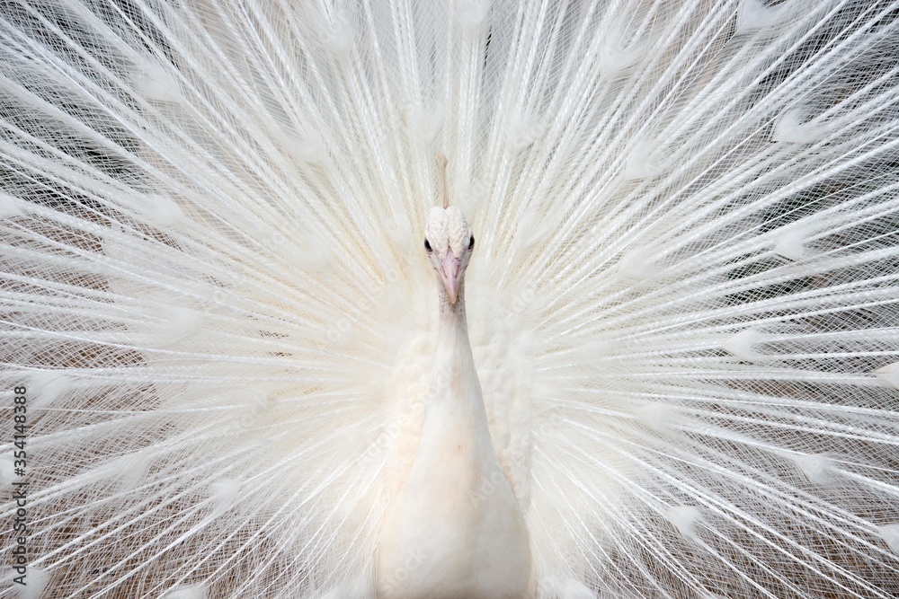 Close Up of Beautiful White Peacock With Tail Feathers Displayed