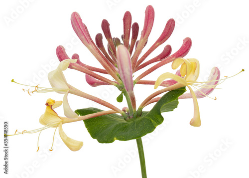 Bilde på lerret Flowers of honeysuckle, lat