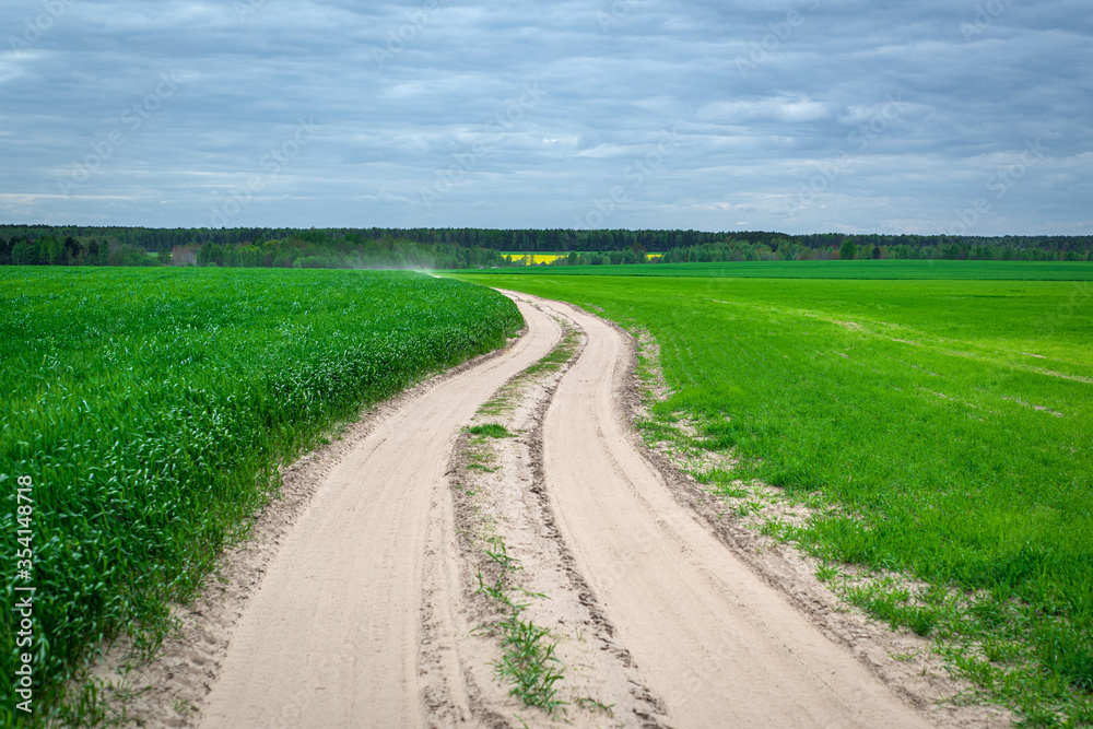 Spring Belarusian landscape. Country road through a bright green field of young rye.